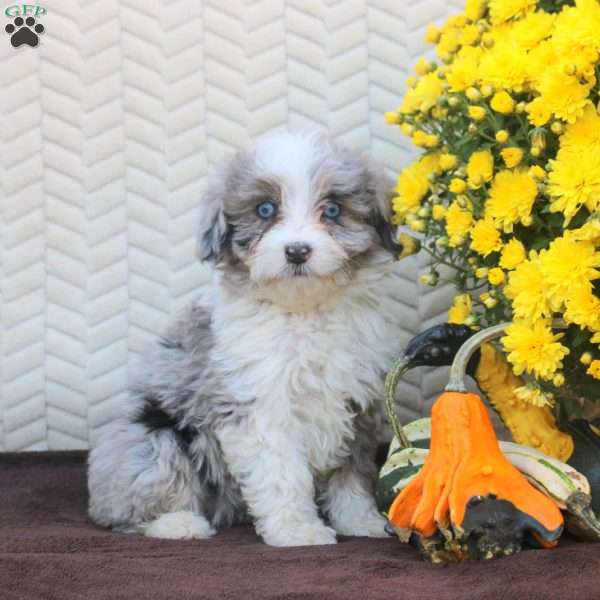 Bella, Mini Aussiedoodle Puppy