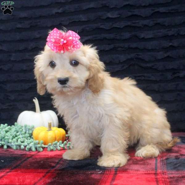 Bella, Cavapoo Puppy