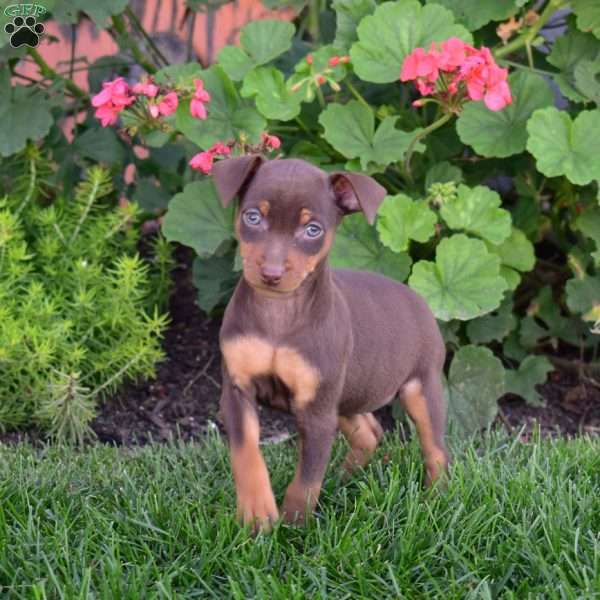 Bella, Miniature Pinscher Puppy