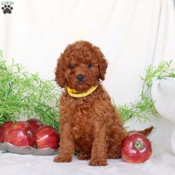 Bella, Cavapoo Puppy