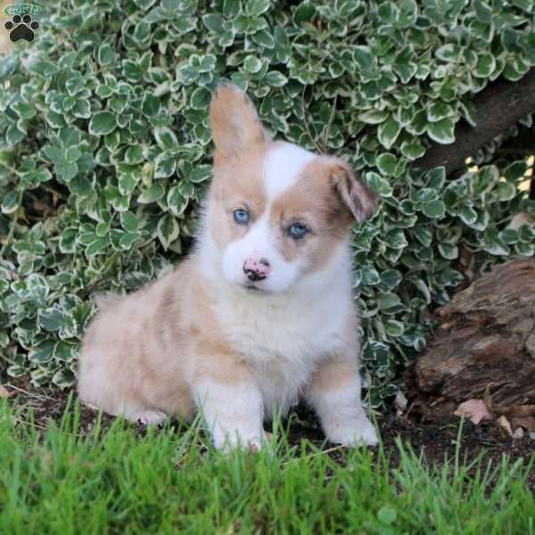 Bella, Pembroke Welsh Corgi Puppy