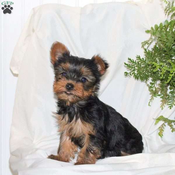 Bella, Yorkie Puppy