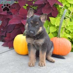Bella, German Shepherd Puppy