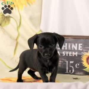 Bella, Chiweenie Puppy