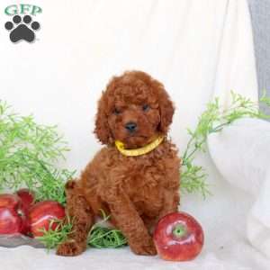Bella, Cavapoo Puppy