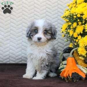 Bella, Mini Aussiedoodle Puppy