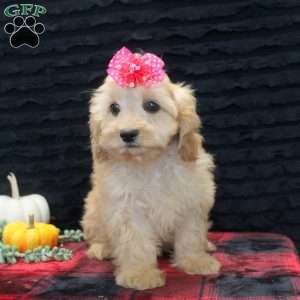 Bella, Cavapoo Puppy