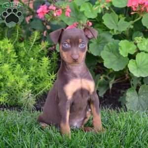 Bella, Miniature Pinscher Puppy