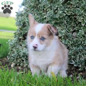 Bella, Pembroke Welsh Corgi Puppy