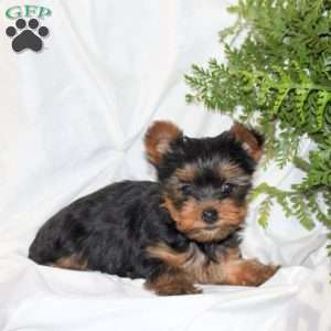 Bella, Yorkie Puppy