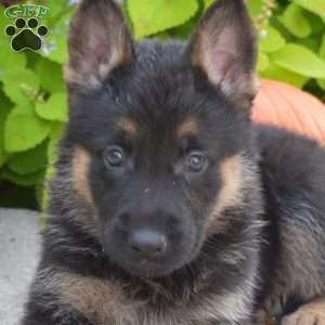 Bella, German Shepherd Puppy