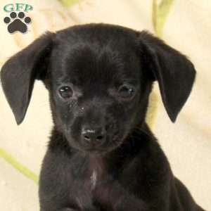 Bella, Chiweenie Puppy