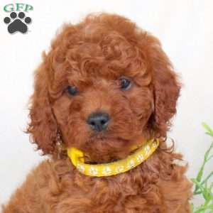 Bella, Cavapoo Puppy