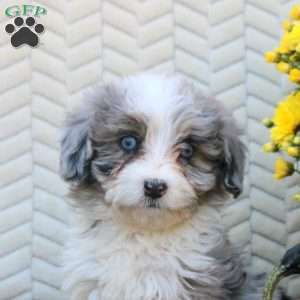 Bella, Mini Aussiedoodle Puppy