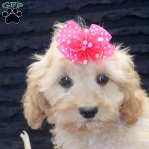 Bella, Cavapoo Puppy