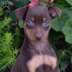 Bella, Miniature Pinscher Puppy