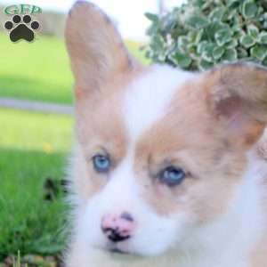 Bella, Pembroke Welsh Corgi Puppy