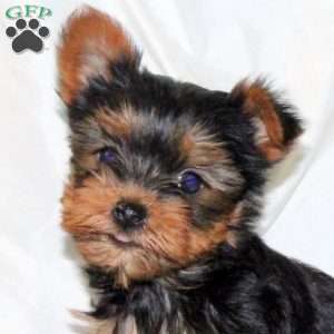 Bella, Yorkie Puppy