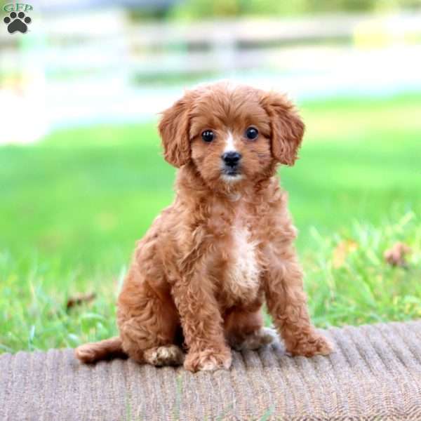 Bella, Cavapoo Puppy