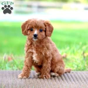 Bella, Cavapoo Puppy