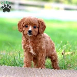Bella, Cavapoo Puppy