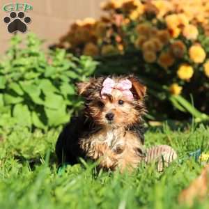 Bella, Yorkie Puppy