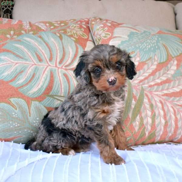 Belle, Cavapoo Puppy