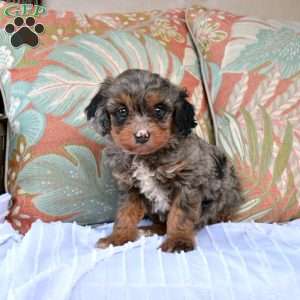Belle, Cavapoo Puppy
