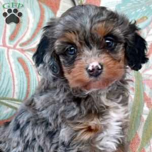 Belle, Cavapoo Puppy
