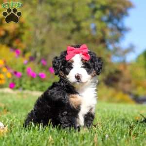 Bena, Mini Bernedoodle Puppy