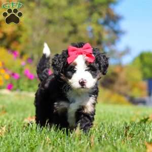 Bena, Mini Bernedoodle Puppy