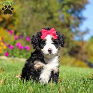 Bena, Mini Bernedoodle Puppy