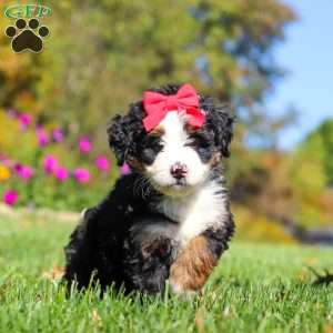 Bena, Mini Bernedoodle Puppy