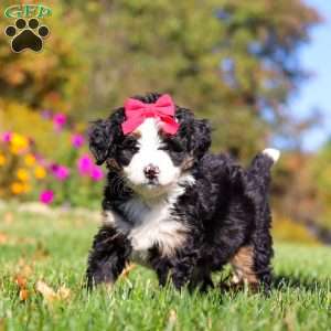 Bena, Mini Bernedoodle Puppy