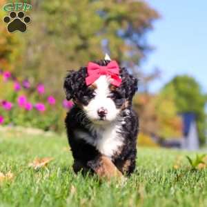 Bena, Mini Bernedoodle Puppy