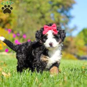 Bena, Mini Bernedoodle Puppy