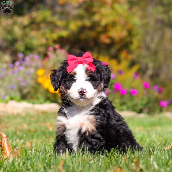 Bena, Mini Bernedoodle Puppy
