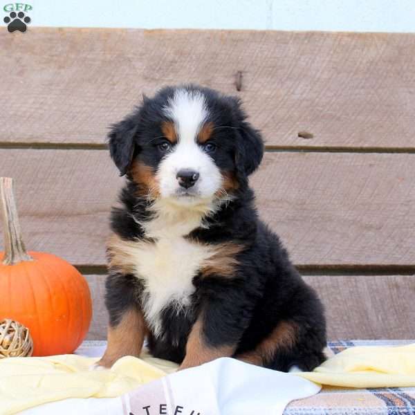 Benazette, Bernese Mountain Dog Puppy