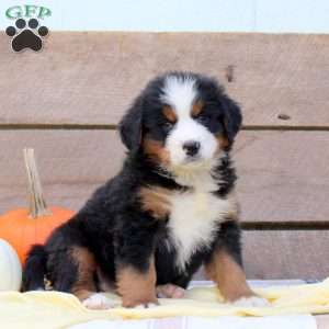 Benazette, Bernese Mountain Dog Puppy