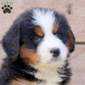 Benazette, Bernese Mountain Dog Puppy