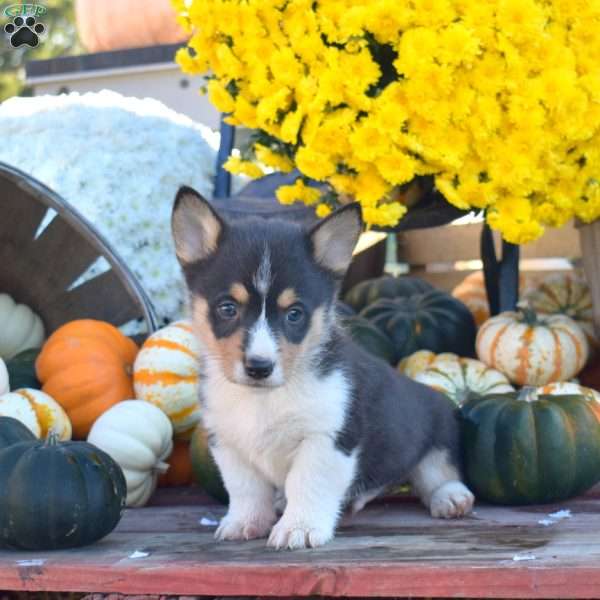 Benji, Pembroke Welsh Corgi Puppy