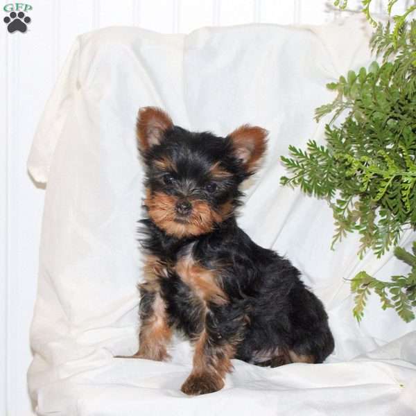 Benji, Yorkie Puppy