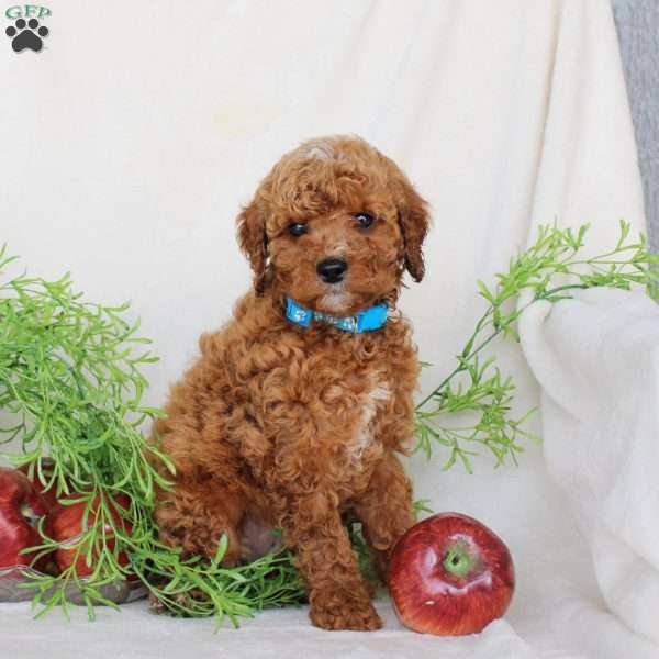 Benji, Cavapoo Puppy