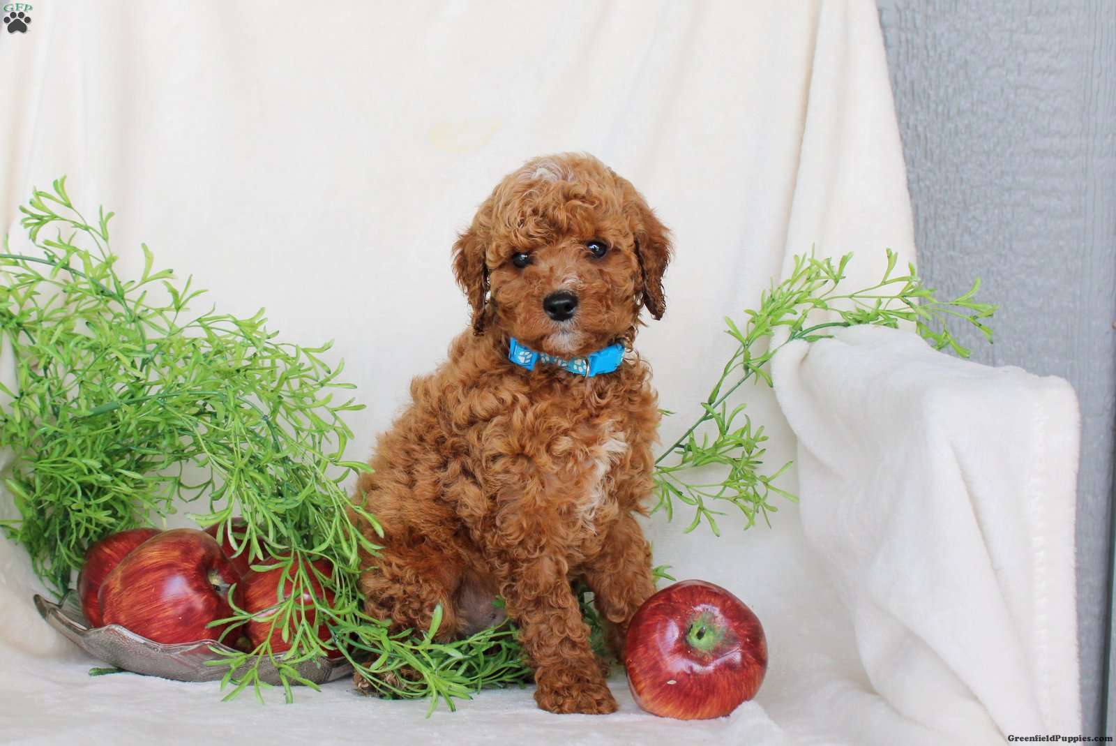 Benji