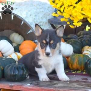 Benji, Pembroke Welsh Corgi Puppy