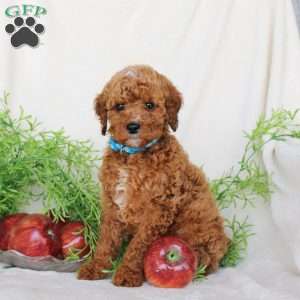 Benji, Cavapoo Puppy