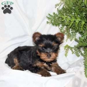 Benji, Yorkie Puppy
