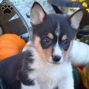 Benji, Pembroke Welsh Corgi Puppy
