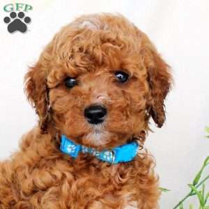 Benji, Cavapoo Puppy