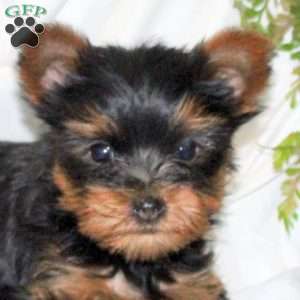 Benji, Yorkie Puppy